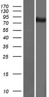 ATG9B Protein - Western validation with an anti-DDK antibody * L: Control HEK293 lysate R: Over-expression lysate