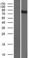 ATG9B Protein - Western validation with an anti-DDK antibody * L: Control HEK293 lysate R: Over-expression lysate