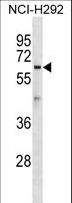 ATL1 Antibody - ATL1 Antibody western blot of NCI-H292 cell line lysates (35 ug/lane). The ATL1 antibody detected the ATL1 protein (arrow).