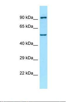 ATL1 Antibody - Western blot of Human Fetal Brain. SPG3A antibody dilution 1.0 ug/ml.  This image was taken for the unconjugated form of this product. Other forms have not been tested.