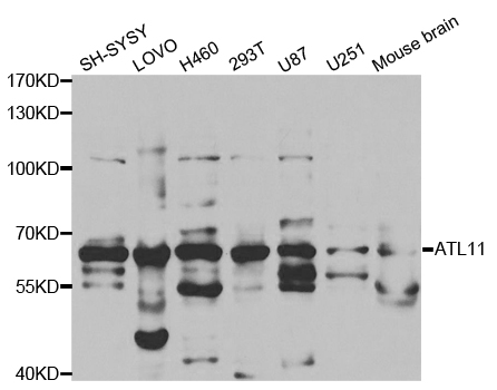 ATL1 Antibody - Western blot analysis of extracts of various cell lines.