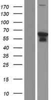 ATL1 Protein - Western validation with an anti-DDK antibody * L: Control HEK293 lysate R: Over-expression lysate