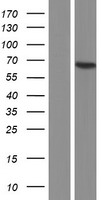 ATL1 Protein - Western validation with an anti-DDK antibody * L: Control HEK293 lysate R: Over-expression lysate