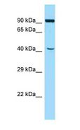 ATL2 Antibody - ATL2 antibody Western Blot of Mouse Pancreas.  This image was taken for the unconjugated form of this product. Other forms have not been tested.