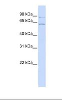 ATL2 Antibody - MCF7 cell lysate. Antibody concentration: 1.0 ug/ml. Gel concentration: 12%.  This image was taken for the unconjugated form of this product. Other forms have not been tested.