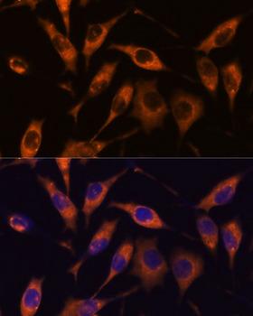 ATL2 Antibody - Immunofluorescence analysis of L929 cells using ATL2 Polyclonal Antibody at dilution of 1:100.Blue: DAPI for nuclear staining.