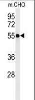 ATL3 Antibody - Western blot of ATL3 Antibody in CHO cell line lysates (35 ug/lane). ATL3 (arrow) was detected using the purified antibody.