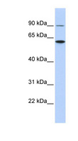ATL3 Antibody - ATL3 antibody Western blot of HCT15 cell lysate. This image was taken for the unconjugated form of this product. Other forms have not been tested.
