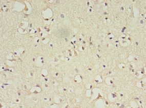 ATL3 Antibody - Immunohistochemistry of paraffin-embedded human brain tissue using antibody at 1:100 dilution.  This image was taken for the unconjugated form of this product. Other forms have not been tested.