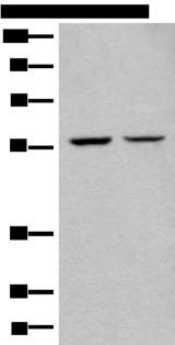 ATL3 Antibody - Western blot analysis of IH/3T3 and HEPG2 cell lysates  using ATL3 Polyclonal Antibody at dilution of 1:400