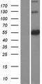 ATL3 Protein - Western validation with an anti-DDK antibody * L: Control HEK293 lysate R: Over-expression lysate
