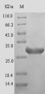EWSR1 / EWS Protein - (Tris-Glycine gel) Discontinuous SDS-PAGE (reduced) with 5% enrichment gel and 15% separation gel.