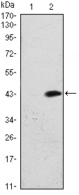 ATM Antibody - Western blot using ATM monoclonal antibody against HEK293 (1) and ATM(AA: 2705-2820)-hIgGFc transfected HEK293 (2) cell lysate.