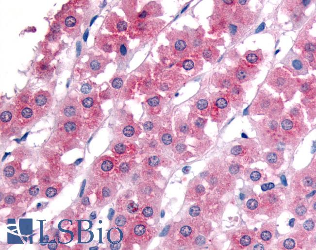 ATM Antibody - Adrenal Cortex: Formalin-Fixed Paraffin-Embedded (FFPE).  This image was taken for the unconjugated form of this product. Other forms have not been tested.