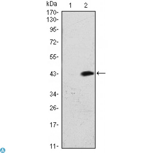 ATM Antibody - Western Blot (WB) analysis using Atm Monoclonal Antibody against HEK293 (1) and ATM-hIgGFc transfected HEK293 (2) cell lysate.