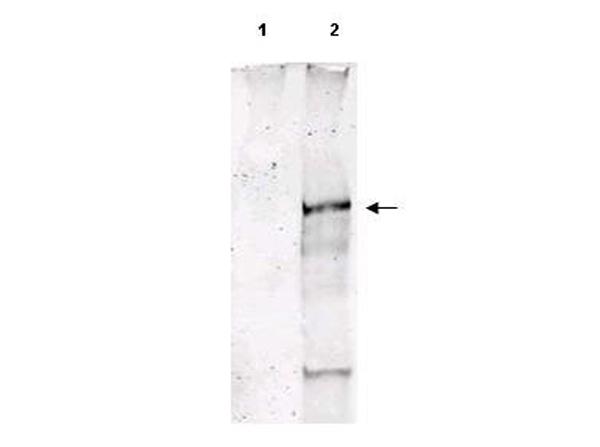 ATM Antibody - Western Blot of Sheep Anti-ATM pS1981 polyclonal antibody. Lane 1: untreated MCF-7 cell lysate. Lane 2: Hydrogen Peroxide stimulated MCF-7 Whole Cell Lysate. Load: 35 µg per lane. Primary antibody: ATM pS1981 antibody at 1:1000 for 1 h at room temperature. Secondary antibody: IRDye™800 conjugated Donkey anti-Sheep IgG secondary antibody at 1:5,000 for 1h at room temperature.