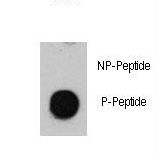 ATM Antibody - Dot blot of anti-Phospho-ATM-pS1981 Antibody on nitrocellulose membrane. 50ng of Phospho-peptide or Non Phospho-peptide per dot were adsorbed. Antibody working concentrations are 0.5ug per ml.