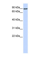 ATMIN Antibody - ATMIN / ASCIZ antibody Western blot of 293T cell lysate. This image was taken for the unconjugated form of this product. Other forms have not been tested.