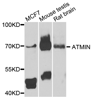 ATMIN Antibody - Western blot analysis of extracts of various cells.