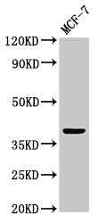 ATOH1 / MATH-1 Antibody - Western Blot Positive WB detected in: MCF-7 whole cell lysate All lanes: ATOH1 antibody at 3.2µg/ml Secondary Goat polyclonal to rabbit IgG at 1/50000 dilution Predicted band size: 39 kDa Observed band size: 39 kDa