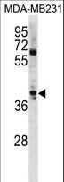 ATOH1 / MATH-1 Antibody - ATOH1 Antibody western blot of MDA-MB231 cell line lysates (35 ug/lane). The ATOH1 antibody detected the ATOH1 protein (arrow).