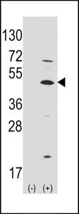 ATOH1 / MATH-1 Antibody - Western blot of ATOH1 (arrow) using rabbit polyclonal ATOH1 Antibody. 293 cell lysates (2 ug/lane) either nontransfected (Lane 1) or transiently transfected with the ATOH1 gene (Lane 2) (Origene Technologies).