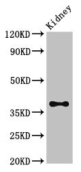 ATOH1 / MATH-1 Antibody - Western Blot Positive WB detected in: Mouse kidney tissue All lanes: Atoh1 antibody at 3.4µg/ml Secondary Goat polyclonal to rabbit IgG at 1/50000 dilution Predicted band size: 38 kDa Observed band size: 38 kDa