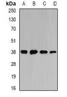 ATOH1 / MATH-1 Antibody - Western blot analysis of MATH-1 expression in SW620 (A); HepG2 (B); mouse liver (C); mouse heart (D) whole cell lysates.