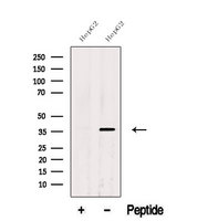 ATOH1 / MATH-1 Antibody - Western blot analysis of extracts of HepG2 cells using ATOH1 antibody. The lane on the left was treated with blocking peptide.