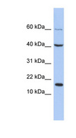 ATOH7 / MATH5 Antibody - ATOH7 antibody Western blot of THP-1 cell lysate. This image was taken for the unconjugated form of this product. Other forms have not been tested.