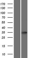 ATOH8 Protein - Western validation with an anti-DDK antibody * L: Control HEK293 lysate R: Over-expression lysate
