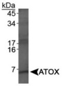 ATOX1 Antibody - ATOX1 Antibody - Western Blot on HeLa whole cell extract.