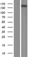 ATP11A Protein - Western validation with an anti-DDK antibody * L: Control HEK293 lysate R: Over-expression lysate