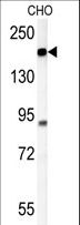 ATP11C Antibody - ATP11C Antibody western blot of CHO cell line lysates (35 ug/lane). The ATP11C antibody detected the ATP11C protein (arrow).