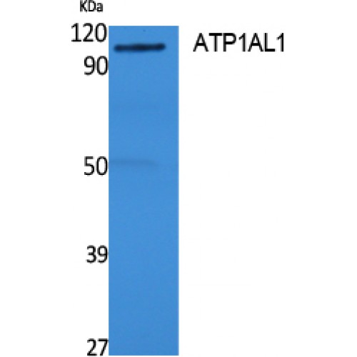 ATP12A Antibody - Western blot of ATP1AL1 antibody