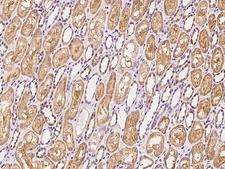 ATP12A Antibody - Immunochemical staining of human ATP12A in human kidney with rabbit polyclonal antibody at 1:200 dilution, formalin-fixed paraffin embedded sections.