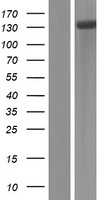 ATP13A2 Protein - Western validation with an anti-DDK antibody * L: Control HEK293 lysate R: Over-expression lysate