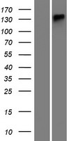 ATP13A4 Protein - Western validation with an anti-DDK antibody * L: Control HEK293 lysate R: Over-expression lysate