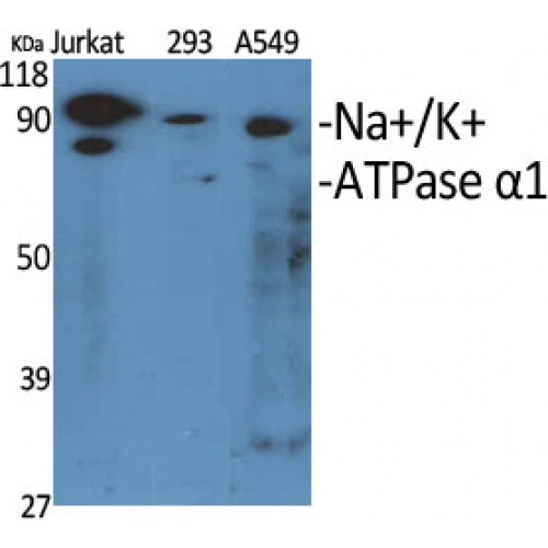 ATP1A1 Antibody - Western blot of Na+/K+-ATPase alpha1 antibody