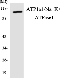 ATP1A1 Antibody - Western blot analysis of the lysates from RAW264.7cells using ATP1Î±1/Na+K+ ATPase1 antibody.