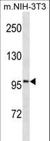ATP1A1 Antibody - ATP1A1 Antibody western blot of mouse NIH-3T3 cell line lysates (35 ug/lane). The ATP1A1 antibody detected the ATP1A1 protein (arrow).