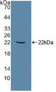 ATP1A1 Antibody - Western Blot; Sample: Recombinant ATP1a1, Human.