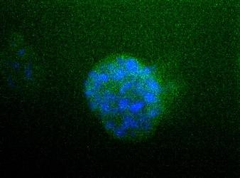 ATP1A1 Antibody - Western Blot analysis detecting Na, K-ATPase (alpha) in porcine proximal tubule protein