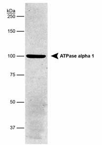 ATP1A1 Antibody - Western Blot analysis detecting Na, K-ATPase (alpha) in porcine proximal tubule protein, using ATPase alpha 1 (Na/K) [clone 464.6] antibody.