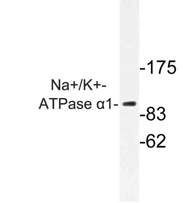 ATP1A1 Antibody - Western blot of Na+/K+-ATPase 1 (G19) pAb in extracts from HeLa cells.