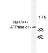 ATP1A1 Antibody - Western blot of Na+/K+-ATPase 1 (G19) pAb in extracts from HeLa cells.