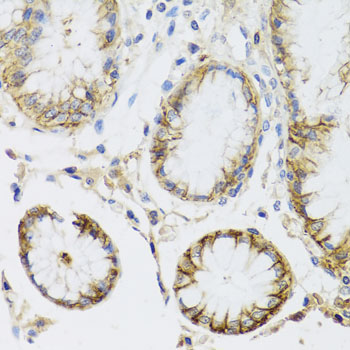 ATP1A1 Antibody - Immunohistochemistry of paraffin-embedded human stomach tissue.