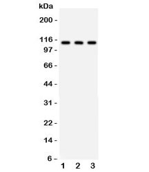 ATP1A1 Antibody