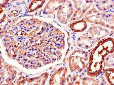 ATP1A1 Antibody - Immunohistochemistry of paraffin-embedded human kidney tissue using ATP1A1 Antibody at dilution of 1:100
