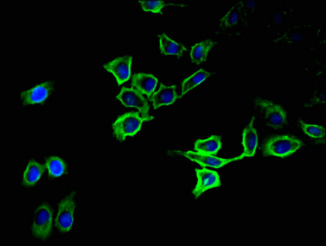 ATP1A1 Antibody - Immunofluorescent analysis of A549 cells using ATP1A1 Antibody at a dilution of 1:100 and Alexa Fluor 488-congugated AffiniPure Goat Anti-Rabbit IgG(H+L)